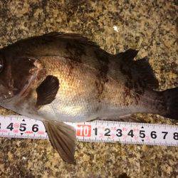 メバルプラッキング