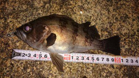 メバルプラッキング