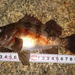 メバルプラッキング