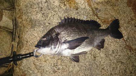 淀川キビレ2017年4月2日マチヌ