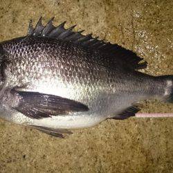 淀川キビレはじまってますよ！マチヌ3枚！