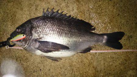 淀川キビレはじまってますよ！マチヌ3枚！