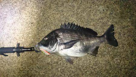 淀川キビレ始まりました！