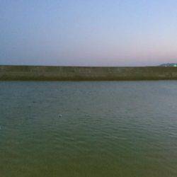 連日のメバリング