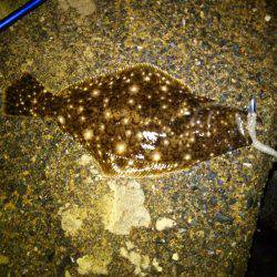 アジング＆メバリング