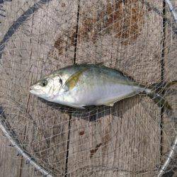 初 海上釣り堀紀州