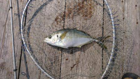 初 海上釣り堀紀州
