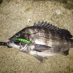 淀川キビレ、マチヌ！！！！！