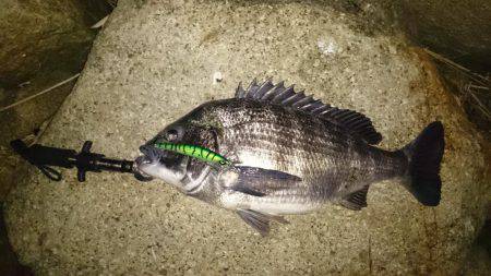 淀川キビレ、マチヌ！！！！！