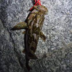 タケノコメバル