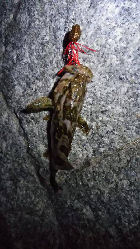 タケノコメバル