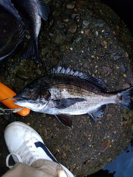 乗っ込み真っ最中！！