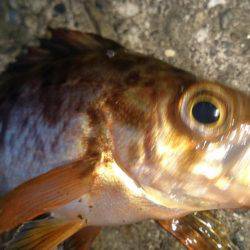 爆風で釣りにくい