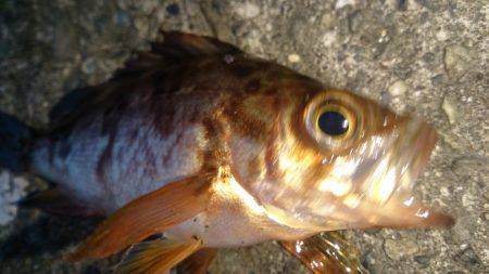 爆風で釣りにくい