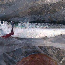 群れ小さいのかな