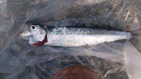 群れ小さいのかな