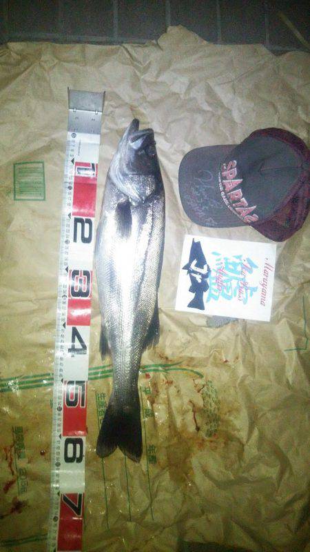 兵庫県円山川シーバス!!