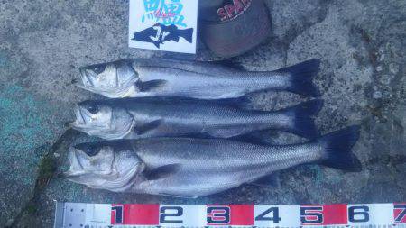 兵庫県円山川河口！！朝マズメ！