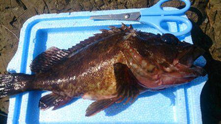 モンスター級出現！？