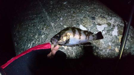 メバリング 初釣果