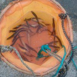 ひさびさのサビキ