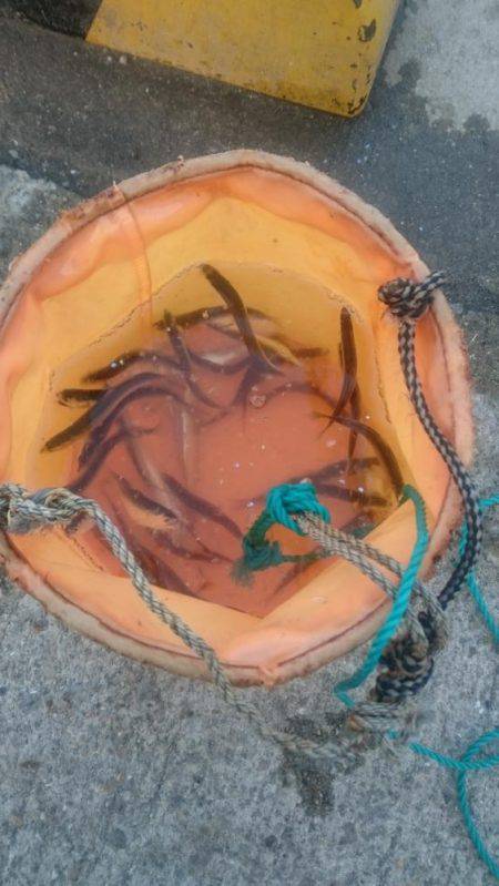 ひさびさのサビキ