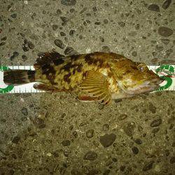 チヌ不発で28センチのガシラ