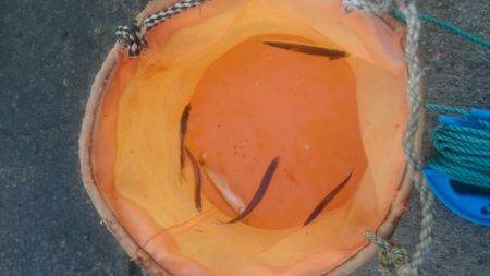 えさなしサビキ