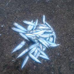 シェアジギング