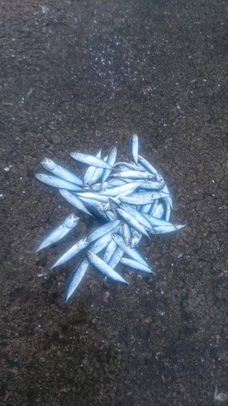 シェアジギング