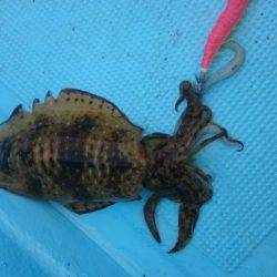 初めてのボートエギング