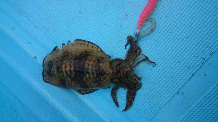 初めてのボートエギング