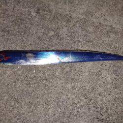 今年初タチウオ