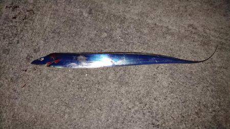 今年初タチウオ