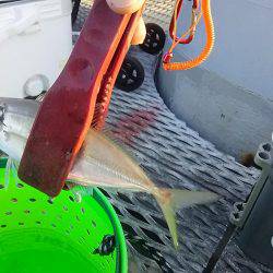 とっとパークで小アジと中羽(マイワシ)