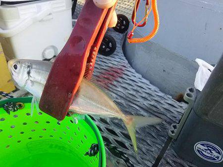 とっとパークで小アジと中羽(マイワシ)