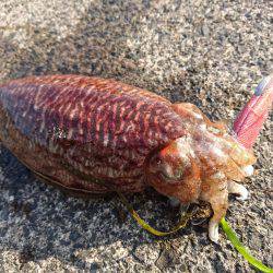 敦賀の春イカ(甲)