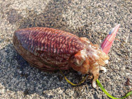 敦賀の春イカ(甲)