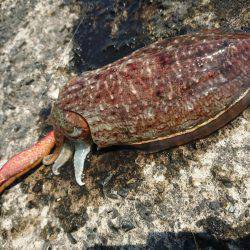 コウイカ絶好調?