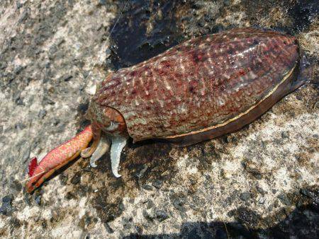 コウイカ絶好調?