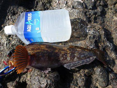 越前ショアジギングで根魚