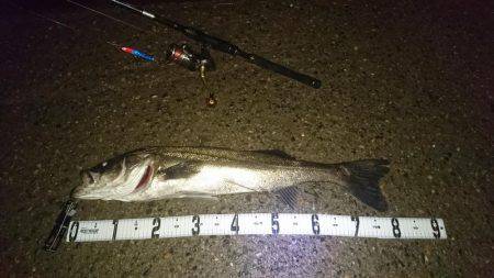 アフターシーバス