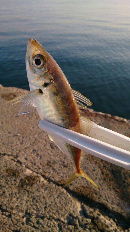 ♪ウキのダンシング♪