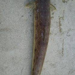 夕間づめのみの釣行