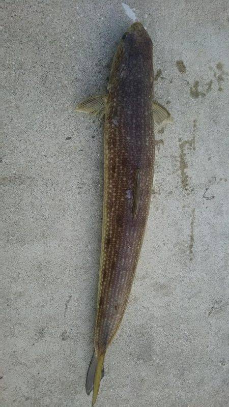 夕間づめのみの釣行