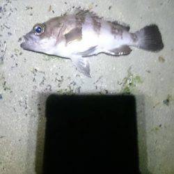 サーフオモロイ。