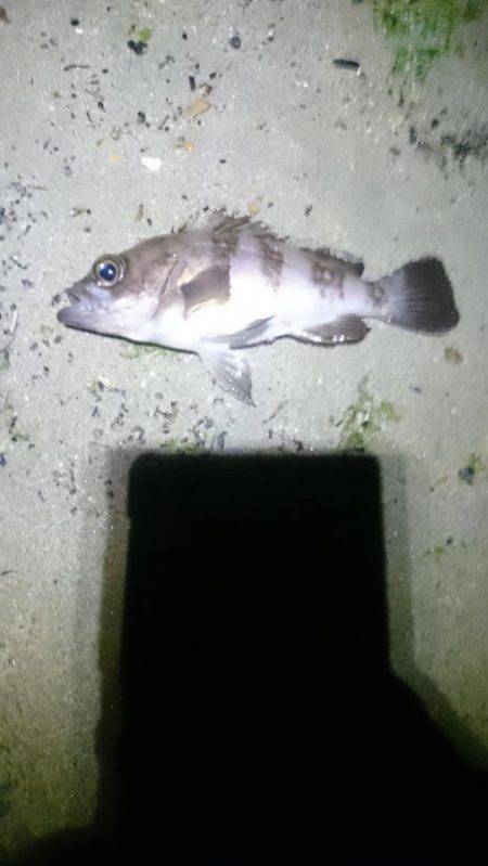 サーフオモロイ。