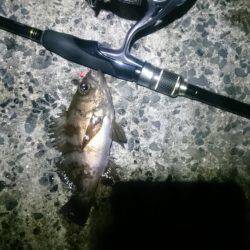 ヤッパ潮かな。