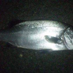 ナイトフィッシング