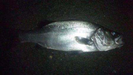 ナイトフィッシング